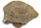 Dinosaur (Triceratops) Bone Section - Montana #300449-1